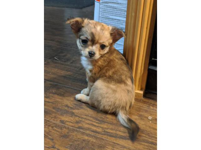 AKC Apple head Chihuahua puppies in Nashville, Tennessee