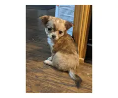 AKC Apple head Chihuahua puppies - 8