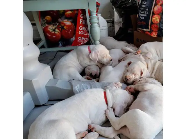 Dogo Argentino Puppies for sale - 1/4