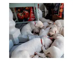 Dogo Argentino Puppies for sale - 1