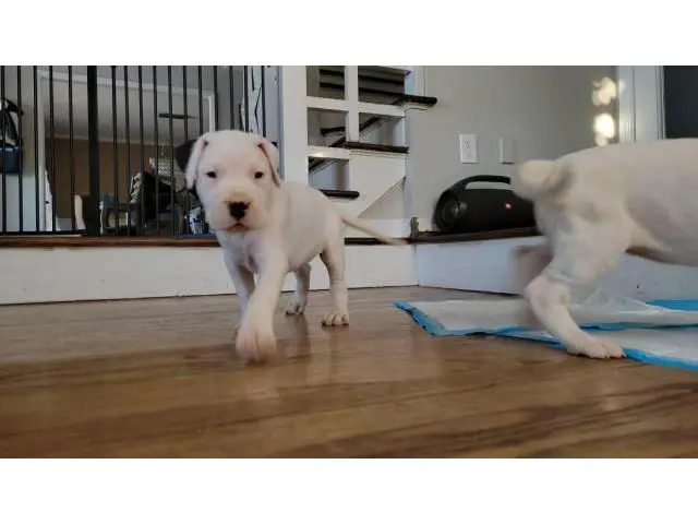 Dogo Argentino Puppies for sale - 2/4