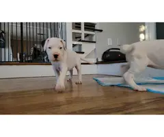Dogo Argentino Puppies for sale - 2