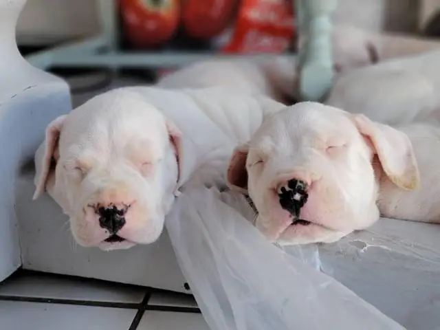 Dogo Argentino Puppies for sale - 3/4
