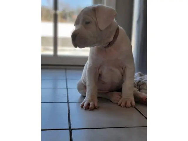 Dogo Argentino Puppies for sale - 4/4
