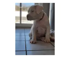 Dogo Argentino Puppies for sale - 4