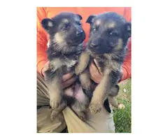 German Shepherd puppies - 1
