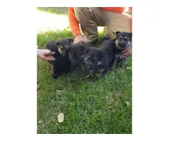 German Shepherd puppies - 4