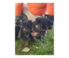 German Shepherd puppies - 5
