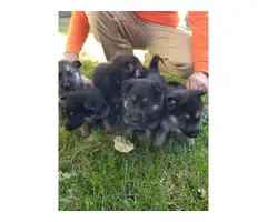 German Shepherd puppies - 6