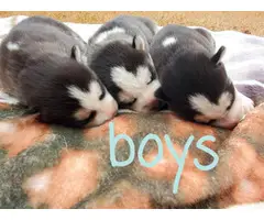 6 AKC Siberian husky puppies