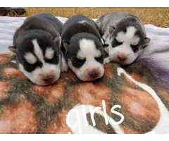 6 AKC Siberian husky puppies - 2