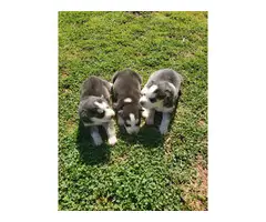 6 AKC Siberian husky puppies - 3