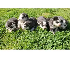 6 AKC Siberian husky puppies - 4