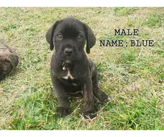 9 weeks old registered Cane Corso