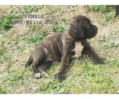 9 weeks old registered Cane Corso