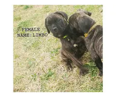 9 weeks old registered Cane Corso