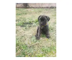 9 weeks old registered Cane Corso