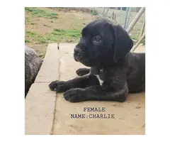 9 weeks old registered Cane Corso