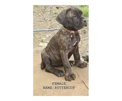 9 weeks old registered Cane Corso