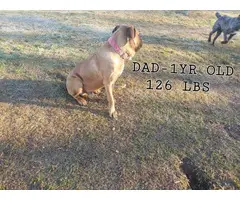 9 weeks old registered Cane Corso
