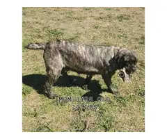 9 weeks old registered Cane Corso
