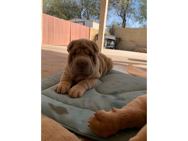 3 Sharpei puppies for sale in Phoenix, Arizona Puppies