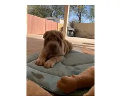 3 Shar-pei puppies for sale