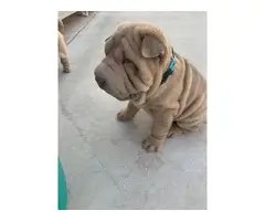 3 Shar-pei puppies for sale - 2