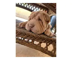 3 Shar-pei puppies for sale - 4