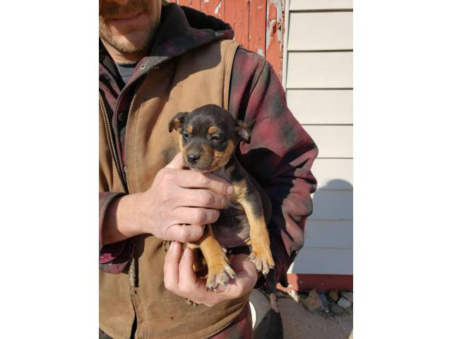 Mountain feist puppies 3 females 5 males in Manchester, Missouri