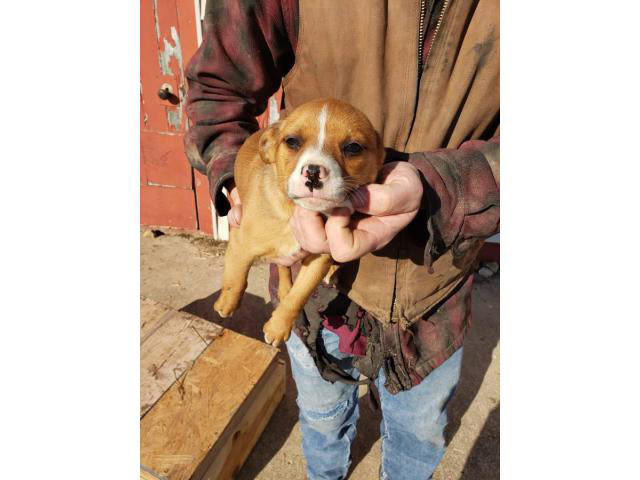 feist puppies for sale in alabama