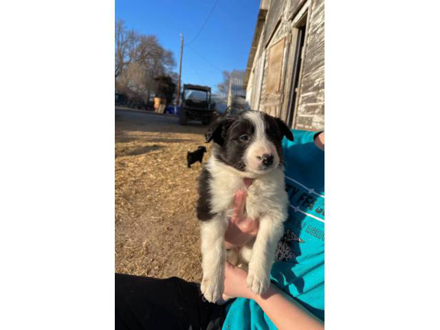 6 Border Collie puppies for sale in Grand Island, Nebraska