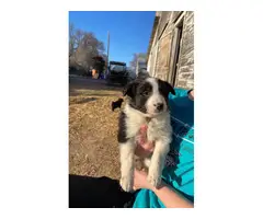 6 Border Collie puppies for sale