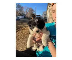 6 Border Collie puppies for sale - 3
