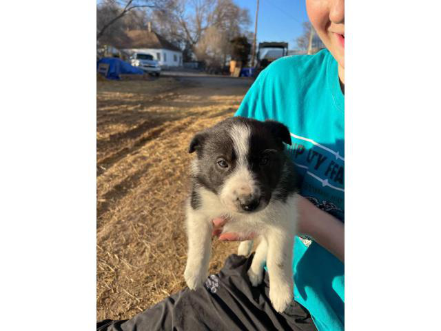 6 Border Collie puppies for sale in Grand Island, Nebraska