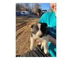 6 Border Collie puppies for sale - 5