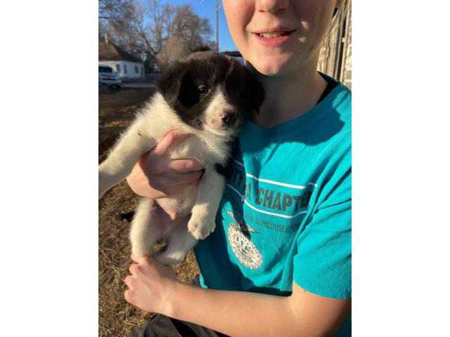 6 Border Collie puppies for sale in Grand Island, Nebraska