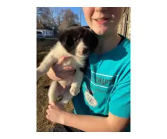 6 Border Collie puppies for sale - 6