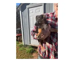 3 female chiweenie puppies for sale