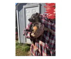 3 female chiweenie puppies for sale - 3