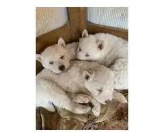 6 White Siberian husky puppies looking a new home - 2