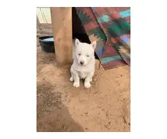 6 White Siberian husky puppies looking a new home - 3