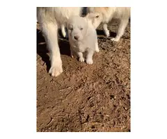 6 White Siberian husky puppies looking a new home - 4