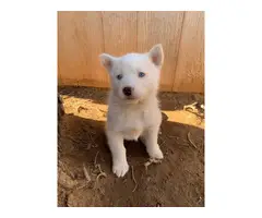 6 White Siberian husky puppies looking a new home - 5