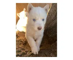 6 White Siberian husky puppies looking a new home - 6