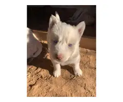 6 White Siberian husky puppies looking a new home - 7