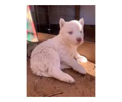 6 White Siberian husky puppies looking a new home - 8