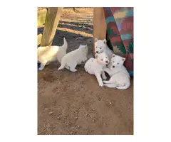 6 White Siberian husky puppies looking a new home - 9