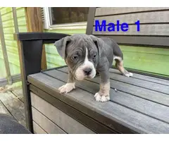 2 American Bully puppies for sale