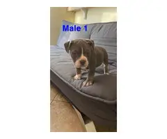 2 American Bully puppies for sale - 2